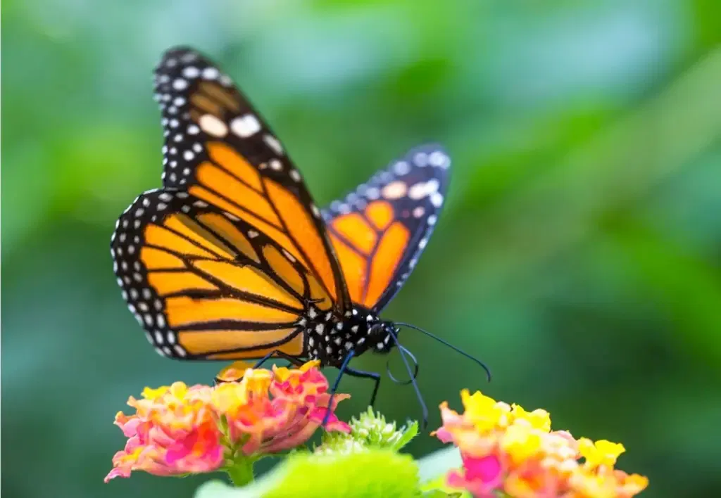 Communiquer avec ceux qui nous ont quittés: papillon monarque